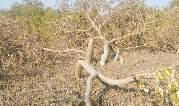 কক্সবাজারে ২০০ একর বন দখল করে চিংড়ি ঘের তৈরির মহোৎসব