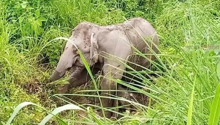 কক্সবাজারে হাতির আক্রমণে কাঠুরিয়ার মৃত্যু 