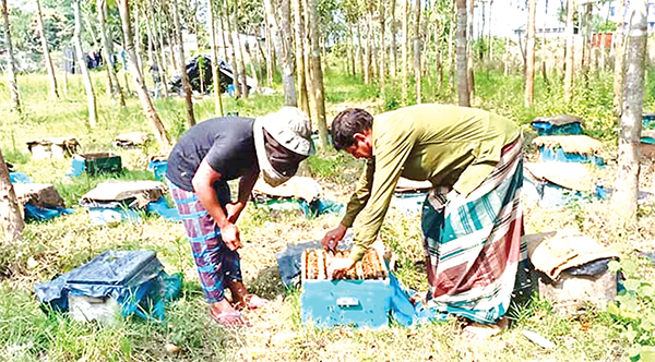 শরীয়তপুরে কালোজিরার মধু চাষ