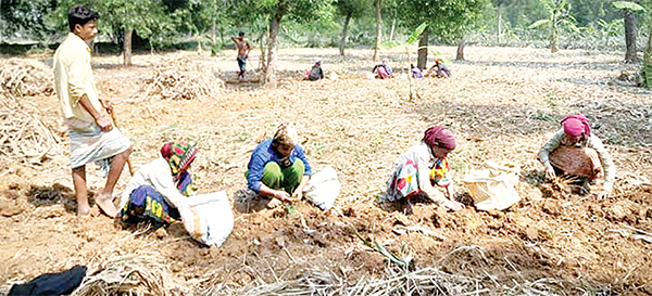 কাঁচা হলুদে সমৃদ্ধ ফুলবাড়ীয়া