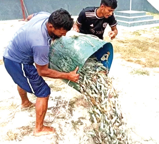 চাঁদপুরে ৯ মণ বিষাক্ত জেলিযুক্ত চিংড়ি মাছ মাটিতে পুঁতে চাপা