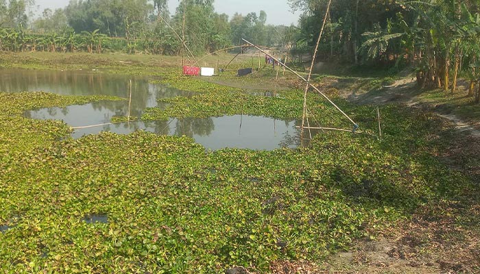 রংপুরে মাছ উৎপাদনে নেতিবাচক প্রভাব পড়ার আশঙ্কা