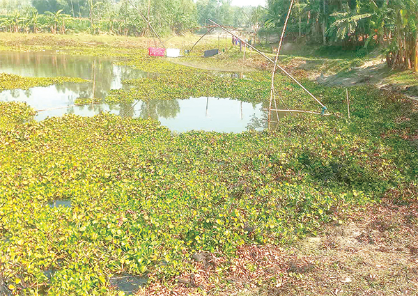 রংপুরে মাছ উৎপাদনে নেতিবাচক প্রভাব পড়ার আশঙ্কা