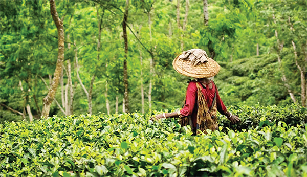 সমতলে চায়ের স্বর্গ পঞ্চগড়