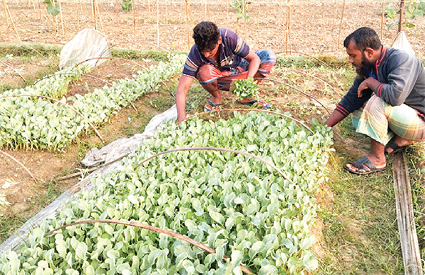 যশোরে সবজি চারা উৎপাদনে আয় ১৫ কোটি টাকা