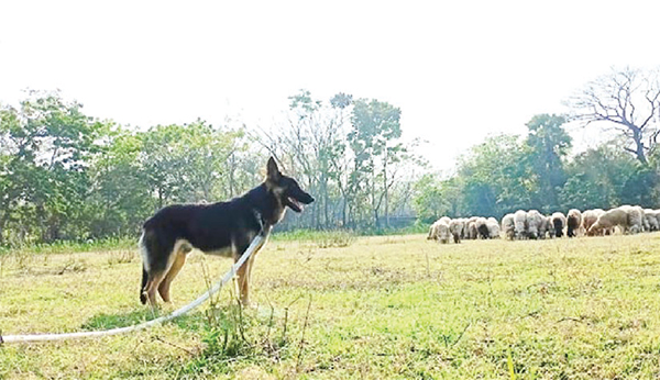 খামারের একমাত্র পাহারাদার কুকুর