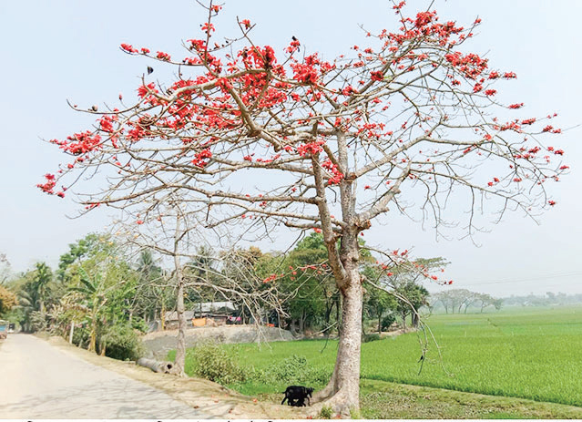 ধোবাউড়ায় হারিয়ে যাচ্ছে নয়নাভিরাম শিমুলগাছ