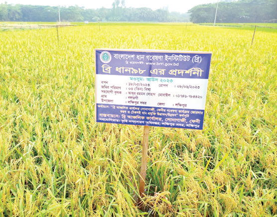 আউশের উৎপাদন বাড়াতে ৬৪ কোটি টাকার প্রণোদনা