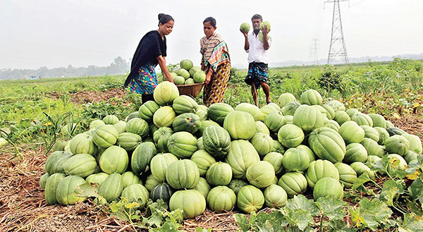 লোকসানের শঙ্কায় বরগুনার বাঙ্গি চাষি