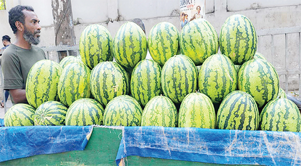 ঈশ্বরদীতে অপরিপক্ব তরমুজের কেজিও ৮০ টাকা