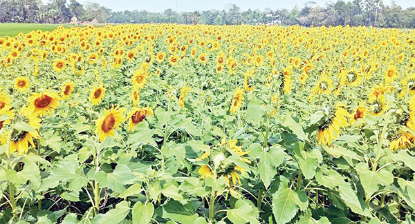 মুরাদনগরে সূর্যমুখী চাষের অপরা সম্ভাবনা