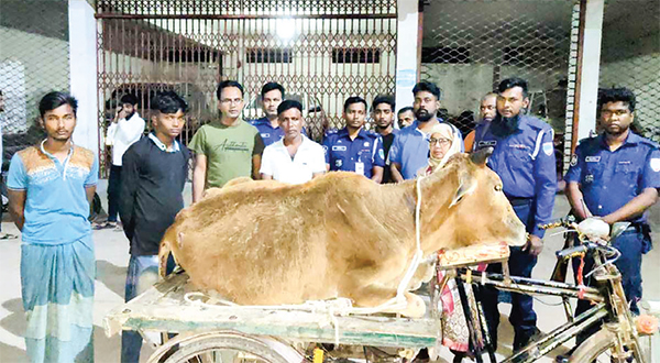 অসুস্থ গরু জবাইয়ের চেষ্টা : আটক দুই