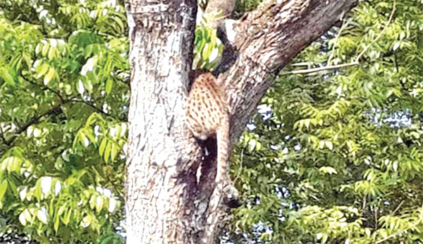 মেছো বাঘ ধরতে হুলস্থূল কাণ্ড