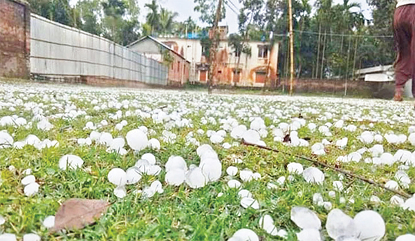 কালিয়াকৈরে শিলাবৃষ্টিতে তছনছ বাড়িঘর-ফসলের মাঠ