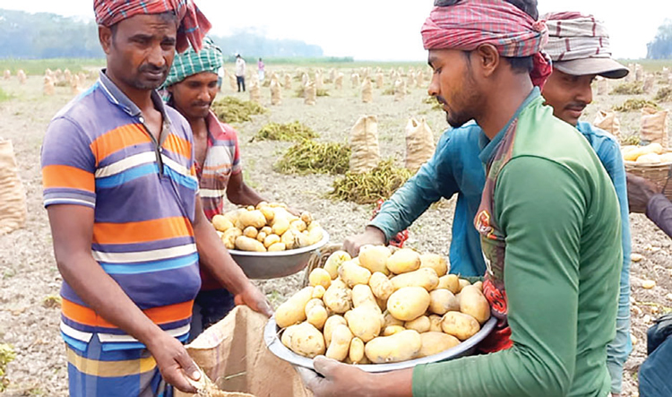 দাম বেশি পাওয়ায় আলু চাষিদের হাসি