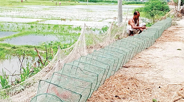 চায়না দুয়ারির ফাঁদে অস্তিত্ব সংকটে দেশীয় মাছ