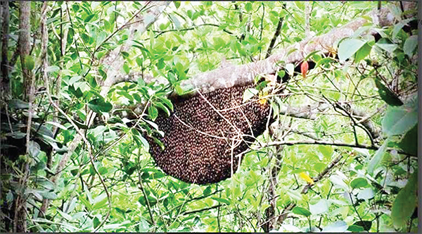 মধু আহরণ উদ্বোধনের আগেই সুন্দরবনের মধু লাপাত্তা