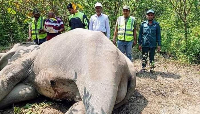 টেকনাফের গহীন পাহাড়ে বয়স্ক হাতির মরদেহ