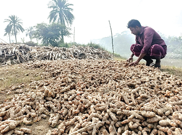 পাহাড়ে হলুদ চাষে ভাগ্য বদলের আশা