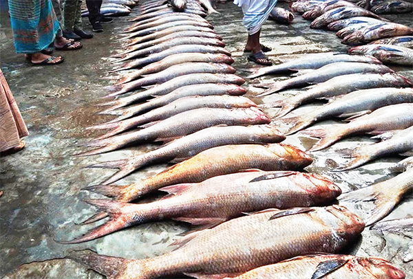 দুলাল ফকিরের জালে ধরা পড়ল ২৫ লাখ টাকার মাছ