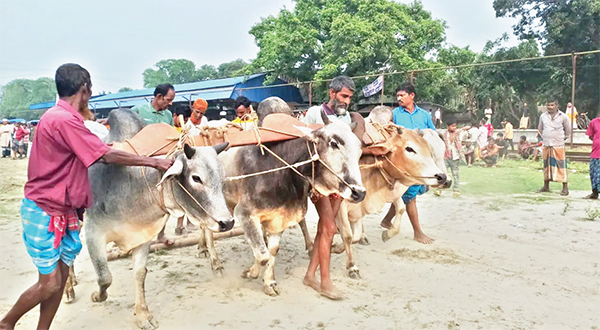 জামালপুরে গ্রামবাংলার ঐতিহ্যবাহী মই দৌড়