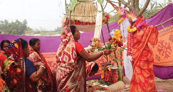 দিনাজপুরে দুই জোড়া বট-পাকুড়ের বিয়ে