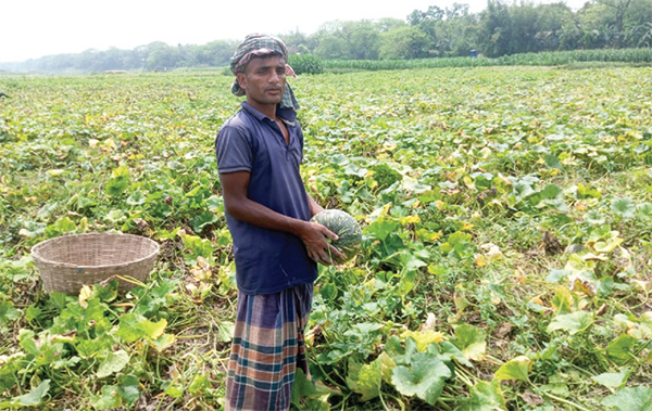 নান্দনিক শোভায় কৃষকের সঙ্গে মুগ্ধ এলাকাবাসী