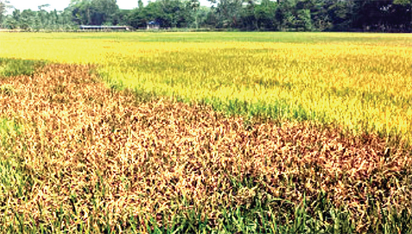 ওষুধ প্রয়োগেও ফল না পাওয়ায় দিশাহারা কৃষক