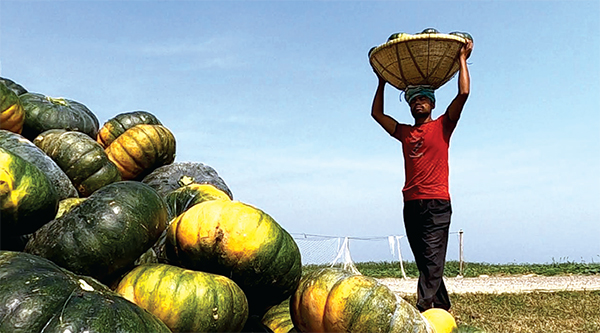 হাওরে মিষ্টি কুমড়ার বাম্পার ফলন