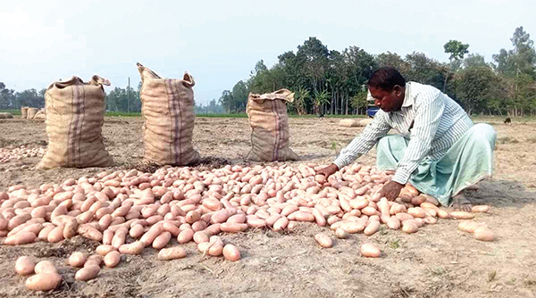 এসটারিক্স জাতের আলু চাষে বাজিমাত