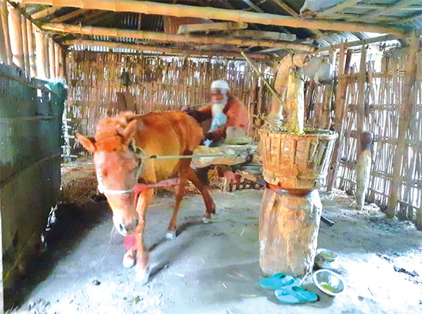 নীলফামারীতে ঘোড়ায় ঘোরে তেলের ঘানি