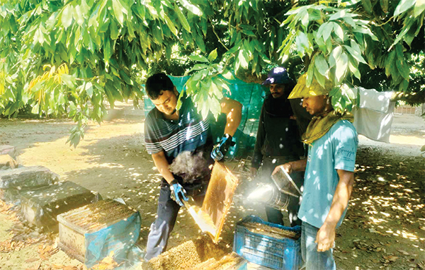 লিচু ফুলের মধু সংগ্রহে ব্যস্ত মৌচাষিরা