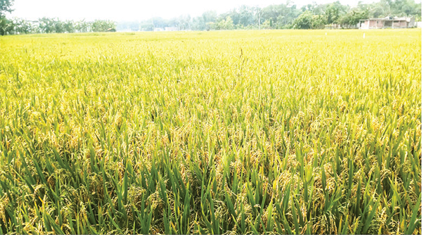 কেশবপুরে বোরো ধানের বাম্পার ফলনের আশা