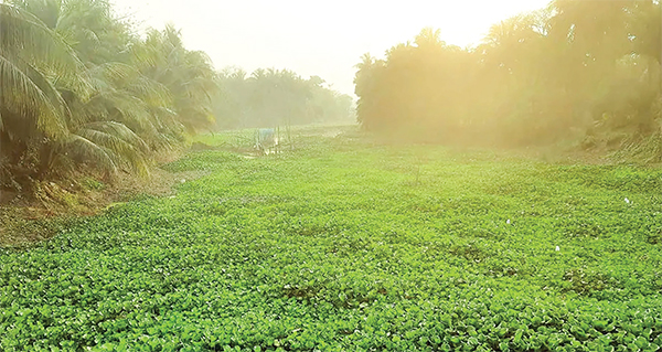 মনিরামপুরে নদীতে ভাসছে কচুরিপানা