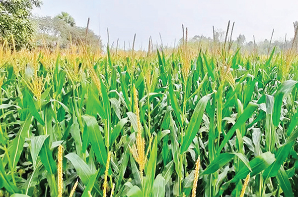 শরীয়তপুরে ভুট্টার আবাদ বাড়ছে