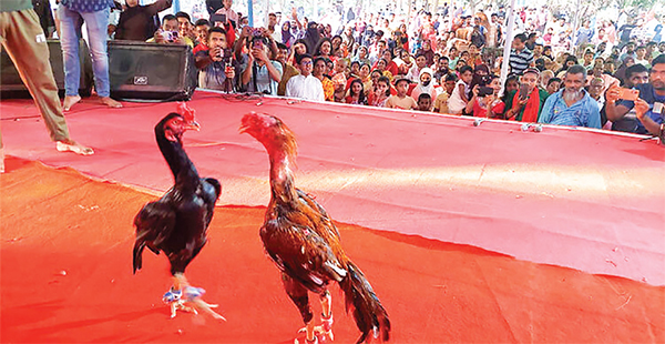 বগুড়ায় ঐতিহ্যবাহী মোরগ লড়াই