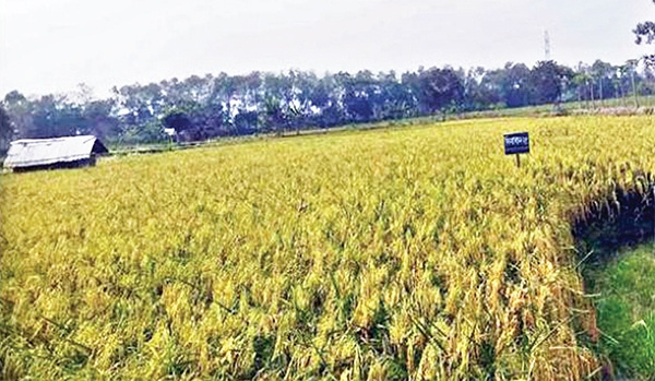 খুলনায় দেশের শ্রেষ্ঠ দুই জাতের ধান চাষে বাম্পার ফলন