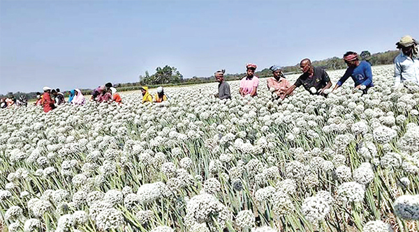 ফরিদপুরে ৩০০ কোটি টাকার কালো সোনা উৎপাদনের আশা