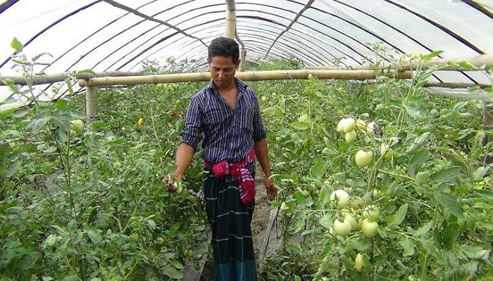 দিনাজপুরে গ্রীষ্মকালীন টমেটোর চাষে বাম্পার ফলনের স্বপ্ন