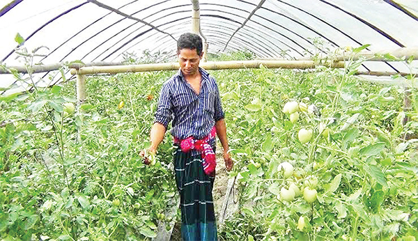 গ্রীষ্মকালীন টমেটোর চাষে বাম্পার ফলনের স্বপ্ন দেখছেন চাষিরা