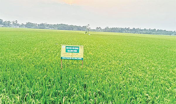 বোরো চাষে সুরভী-১ জাতের উৎপাদন সফলতার দ্বারপ্রান্তে