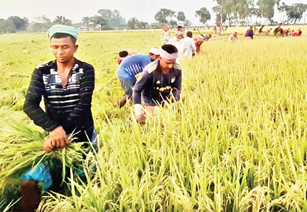 আত্রাইয়ে বোরো ধান কাটা-মাড়াই শুরু