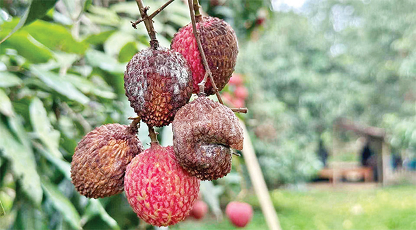 অনাবৃষ্টির কারণে পুড়ছে লিচুর মুকুল