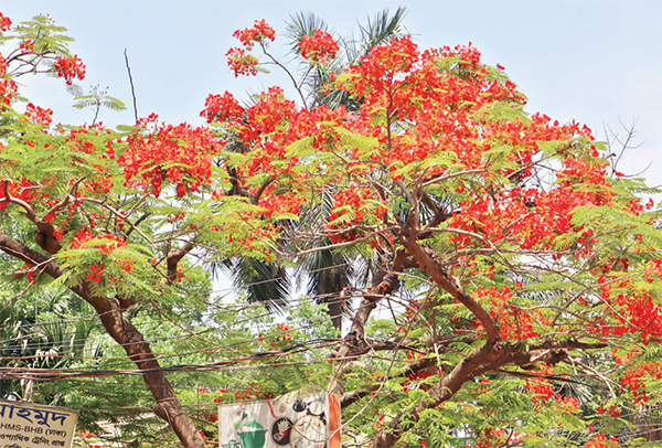 নওগাঁয় মুগ্ধতা ছড়াচ্ছে কৃষ্ণচূড়া