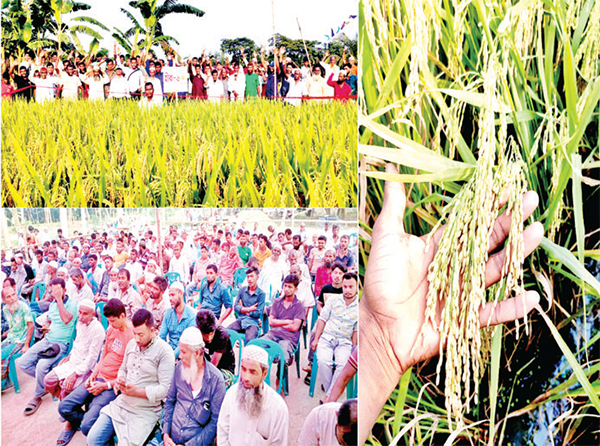 হাইব্রিডে বিপ্লব এনেছে হীরা ধান