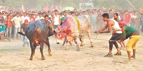 নড়াইলে সুলতান মেলায় ষাঁড়ের লড়াই