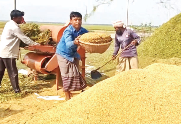 নেত্রকোণায় ১৫শ’ কোটি টাকার ধান উৎপাদনের আশা