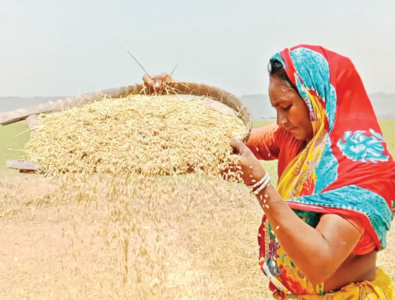 ভৈরবে বোরো ধানের বাম্পার ফলন