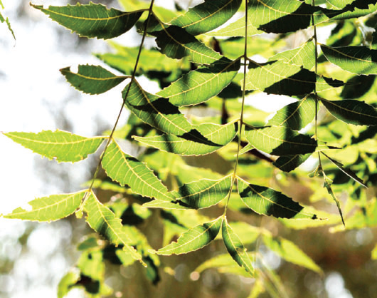 গরমে নিমপাতা দিয়ে গোসলে সুফল