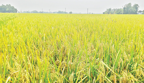 আদমদীঘিতে ইরি-বোরো ধানের বাম্পার ফলন